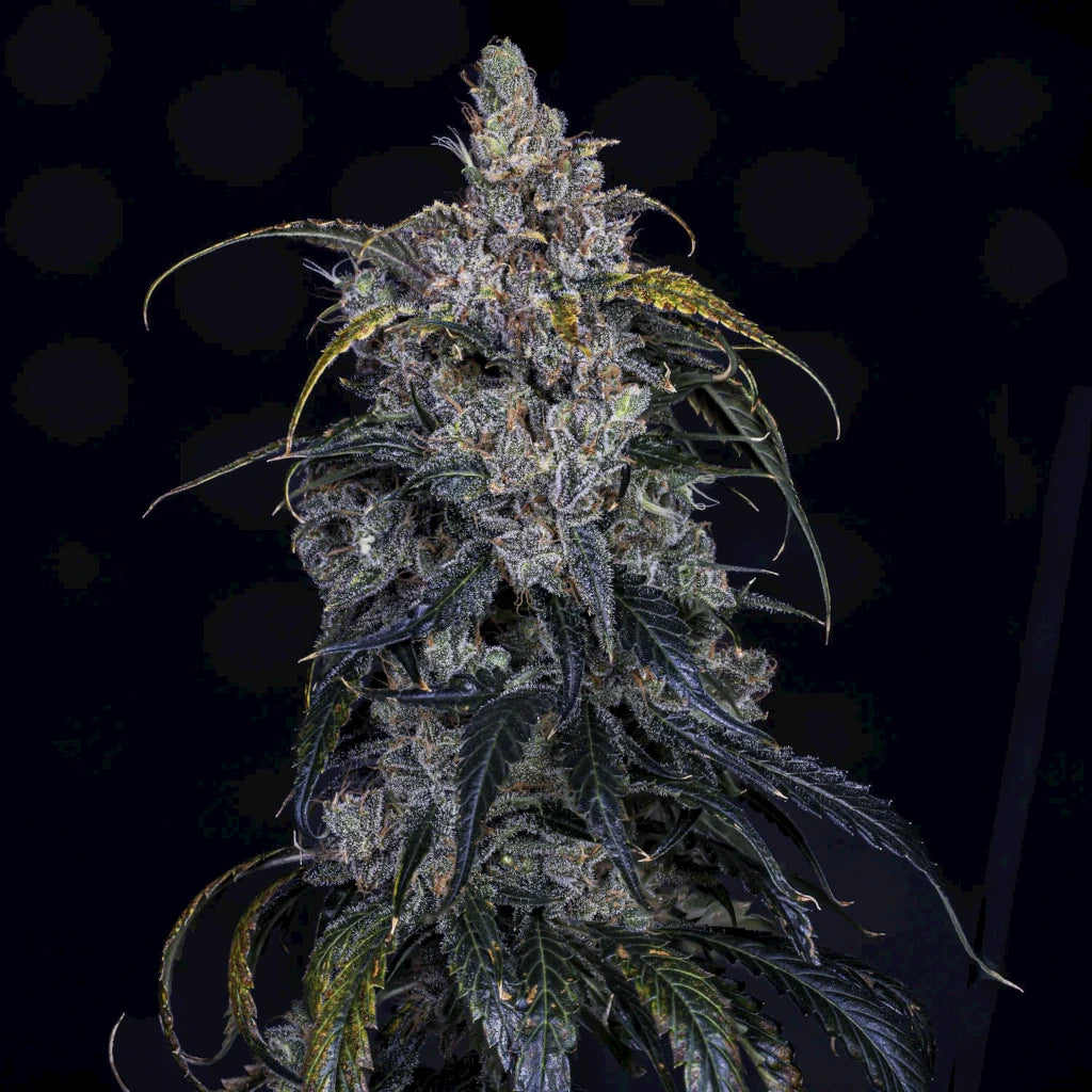 3 Bears OG