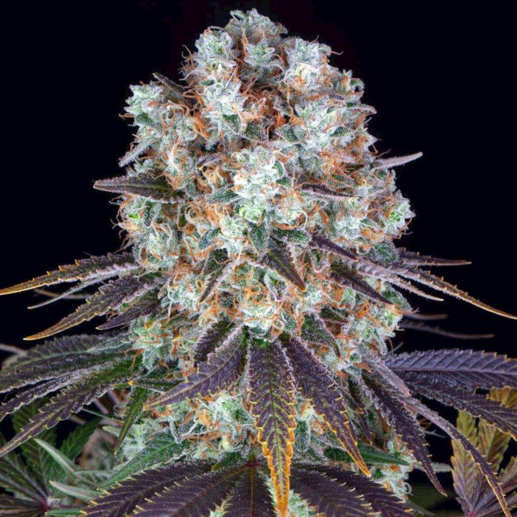 Burce Banner Fotoperiodi