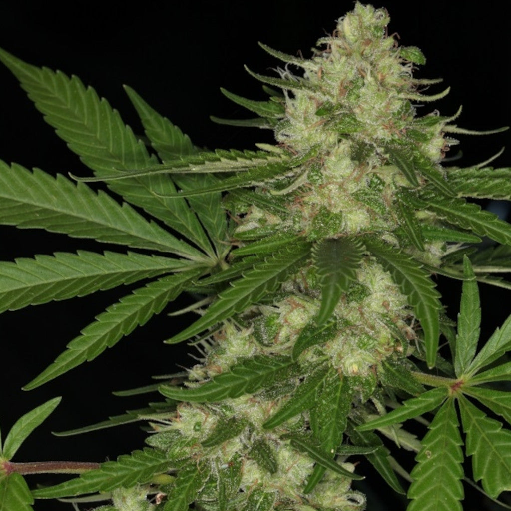 Congo (Regular) 5 Regular-Photoperiod