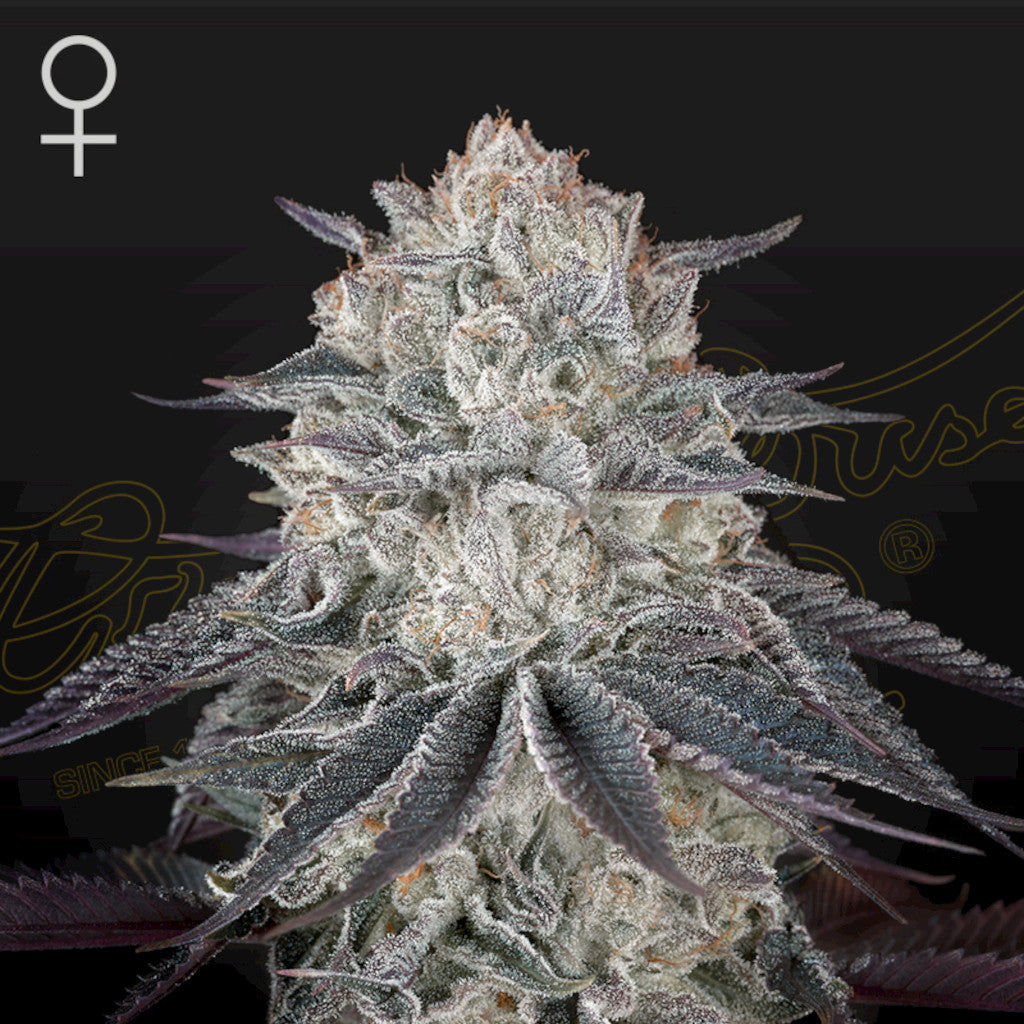 Franco’s Fullgas! Fotoperiodi