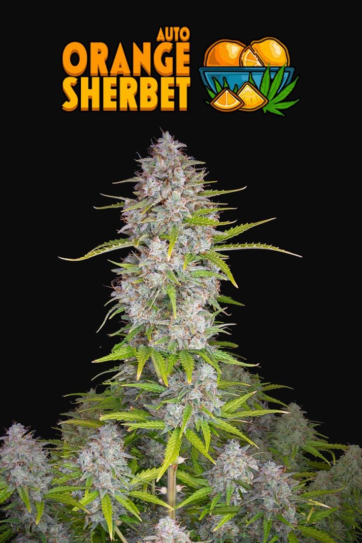 Orange Sherbet Auto Autoflower