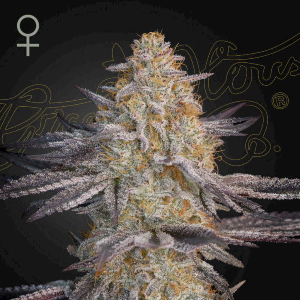 Super Lemon Haze x RS11 Fotoperiodi