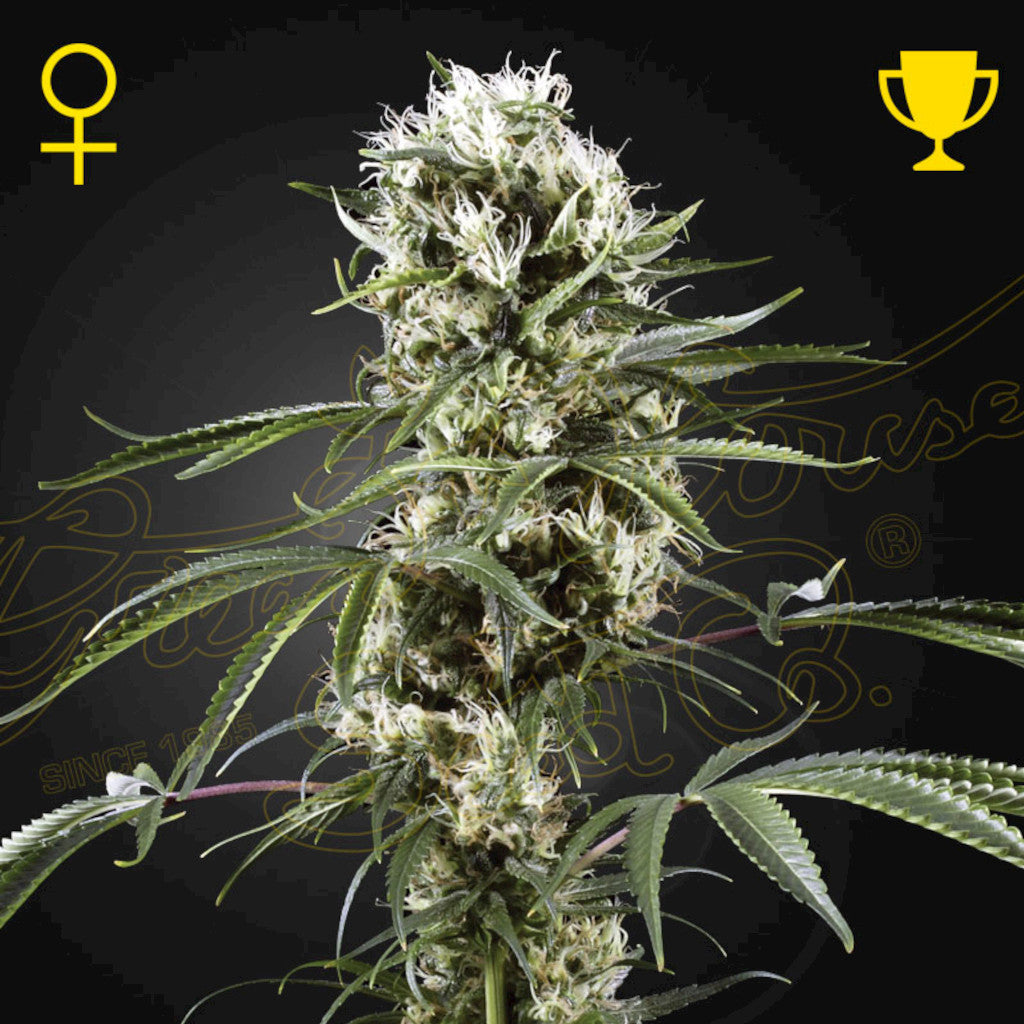 Super Lemon Haze Fotoperiodi