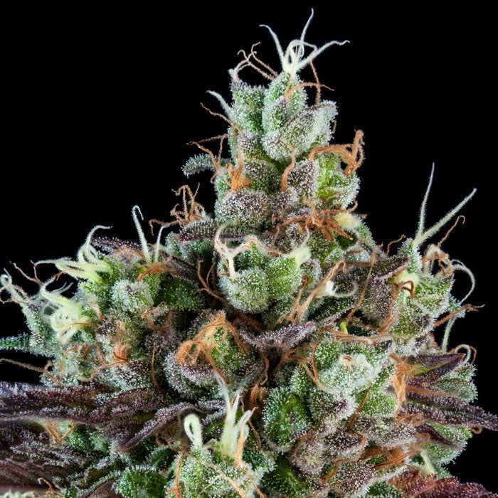 Sour Ripper Fotoperiodi