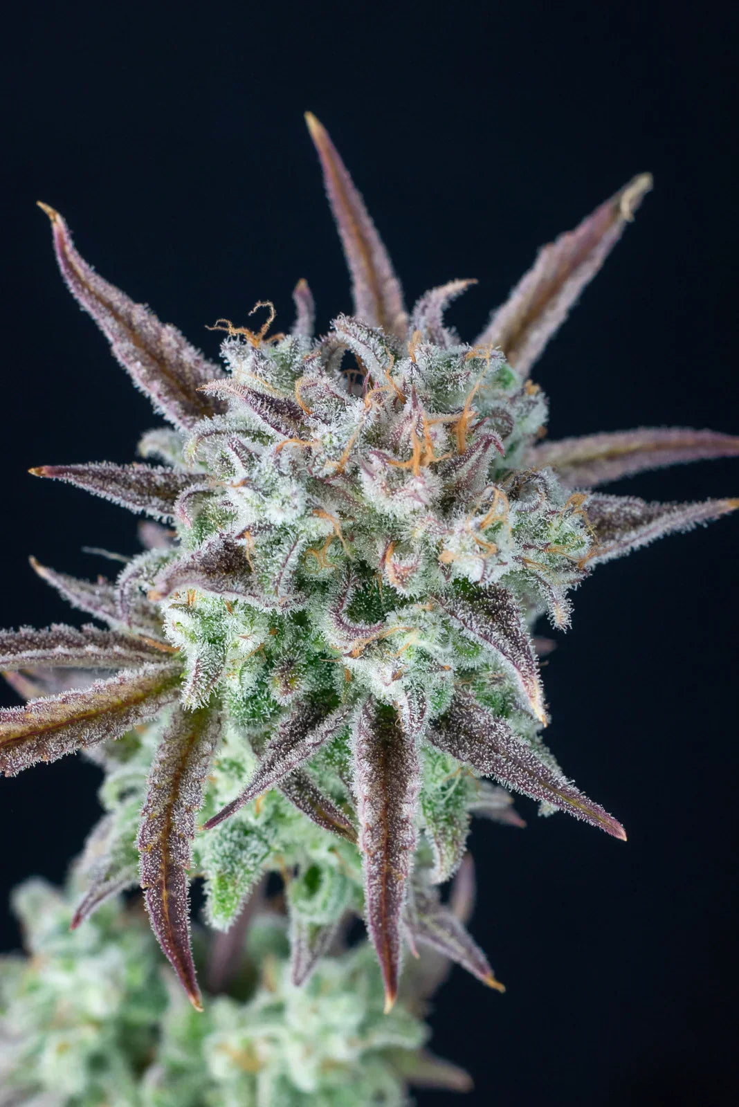 Strawberry Banana Auto Autoflower