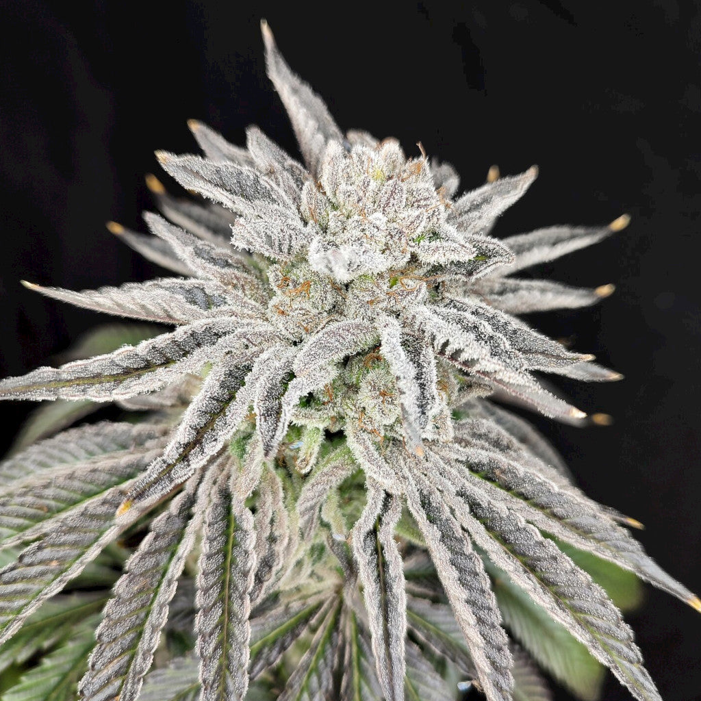 Yuzu Grape Kush