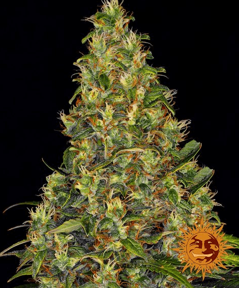 Amnesia Haze Auto - Ghost Town Seeds