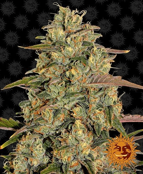 Amnesia Lemon - Ghost Town Seeds