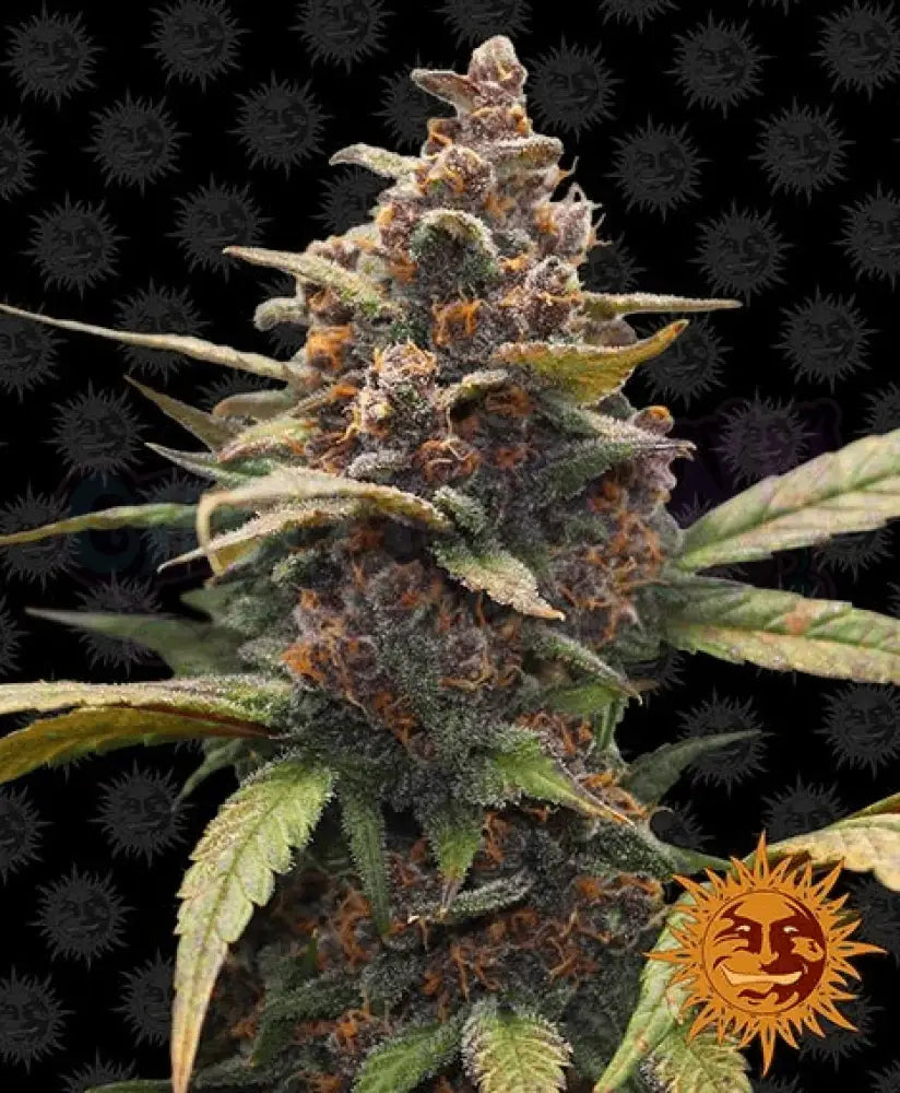 Ayahuasca Purple - Ghost Town Seeds
