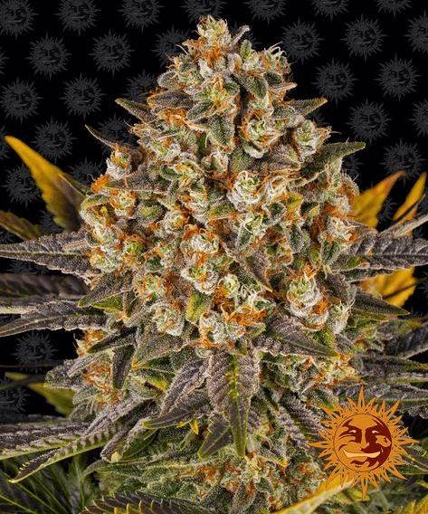 Banana Punch - Ghost Town Seeds