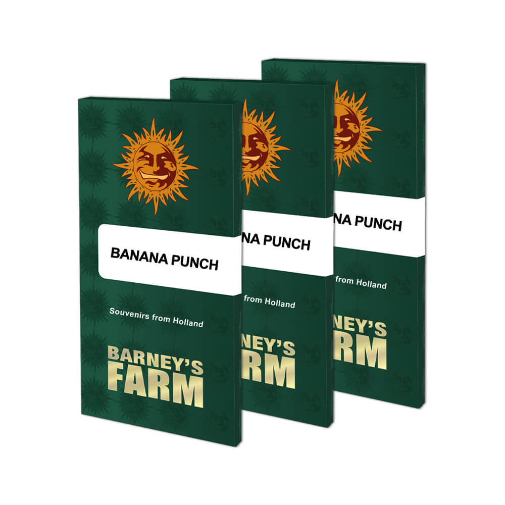 Banana Punch Kannabiksen Siemenet - Barneys Farm