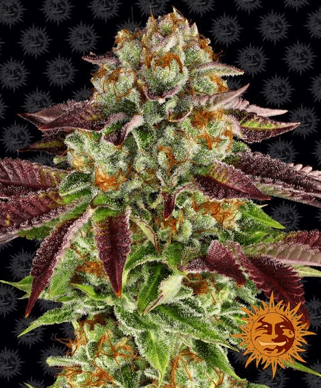 Biscotti Mintz - Ghost Town Seeds