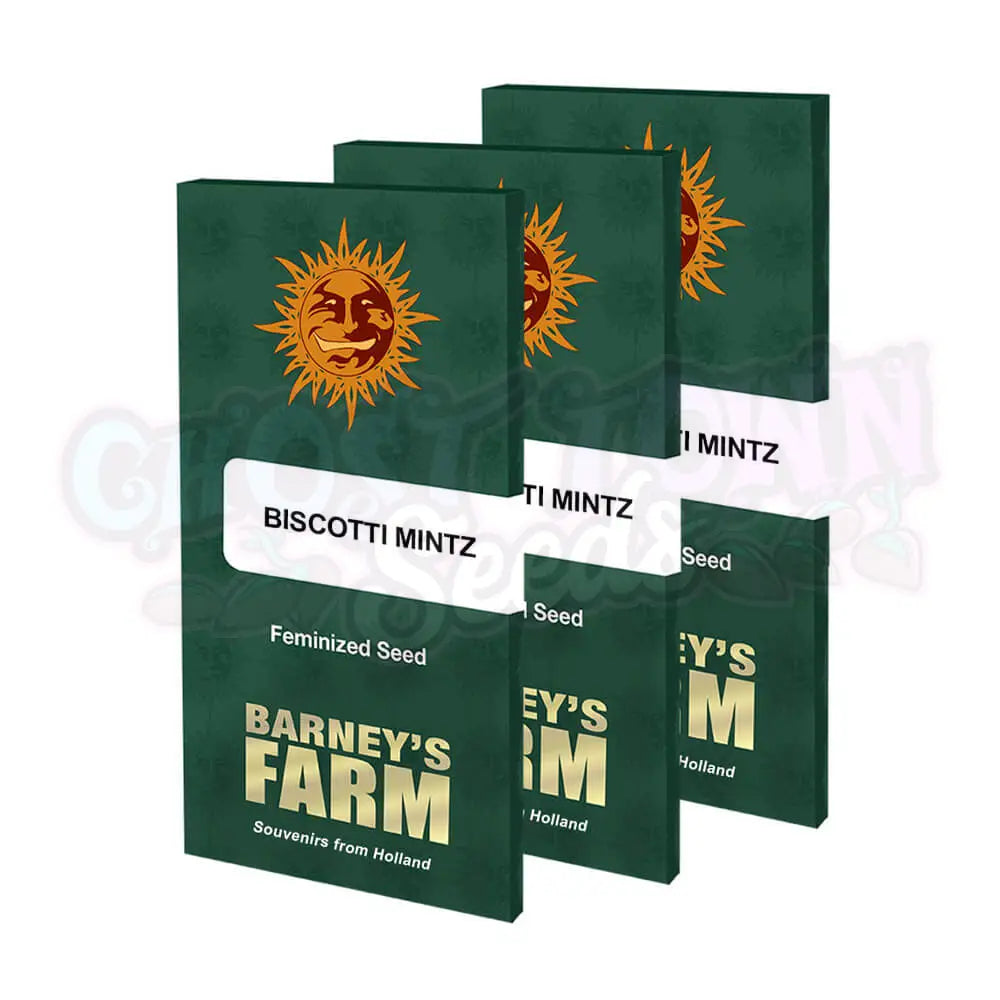 Biscotti Mintz Kannabiksen Siemenet - Barneys Farm
