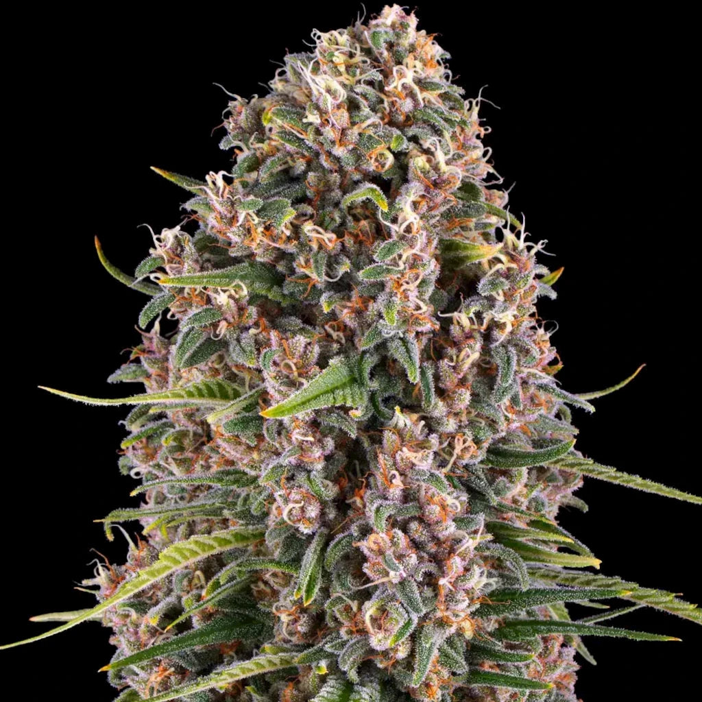 Blue Cheese