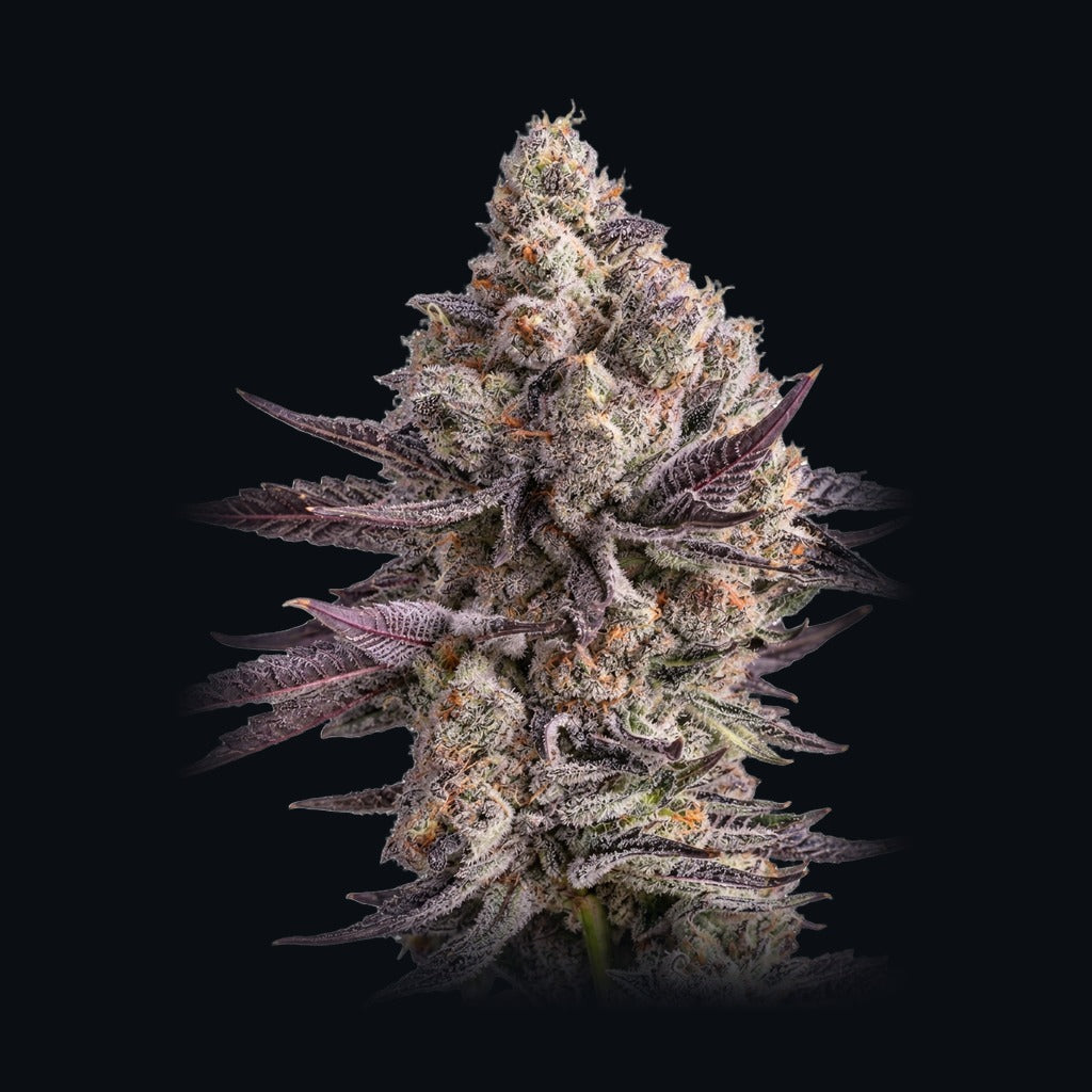 Blue Lobster -lajikkeen kuva, Strain Station