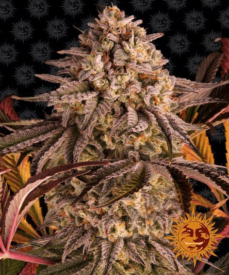 Blue Sunset Sherbert - Ghost Town Seeds