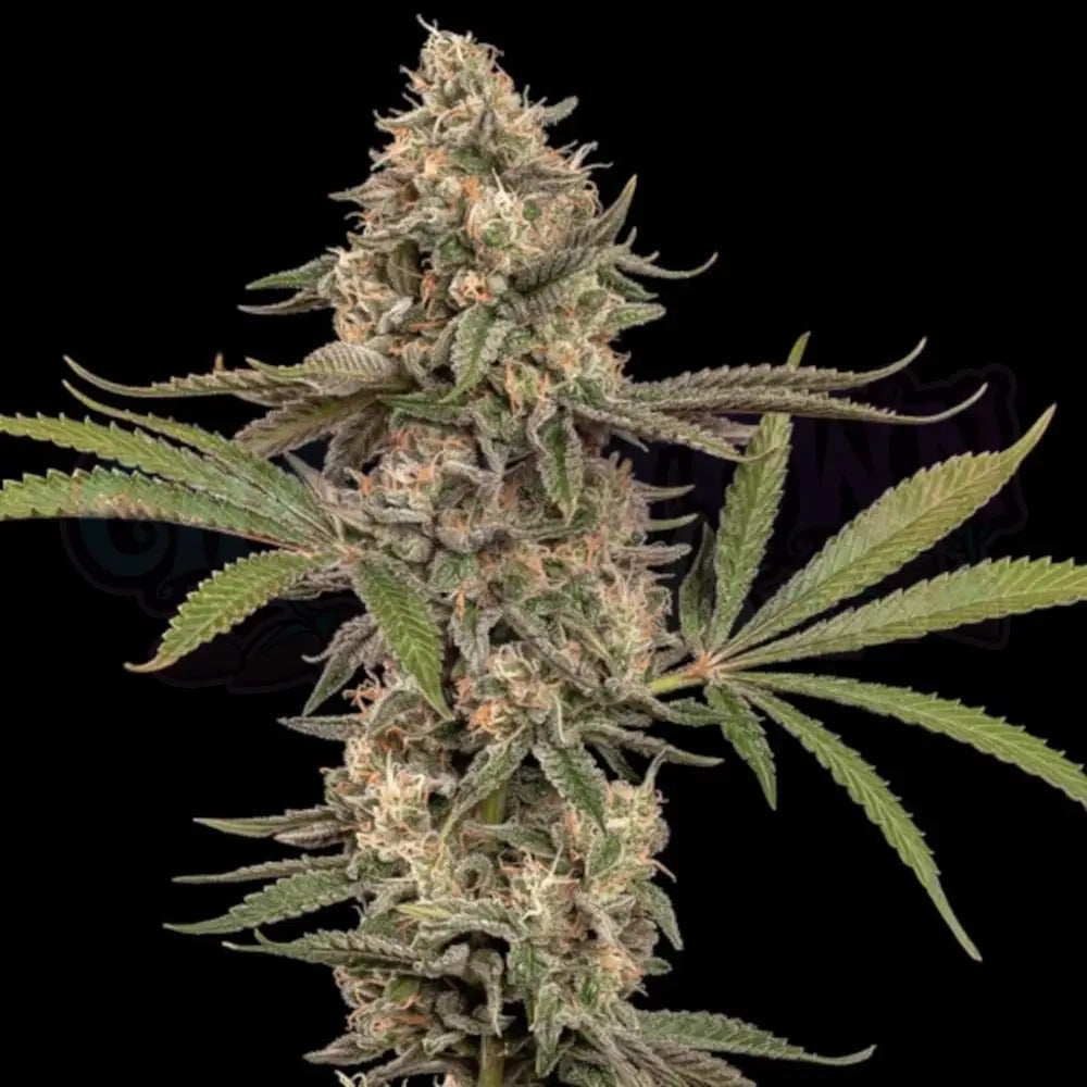 Cereal Milk Fotoperiodi