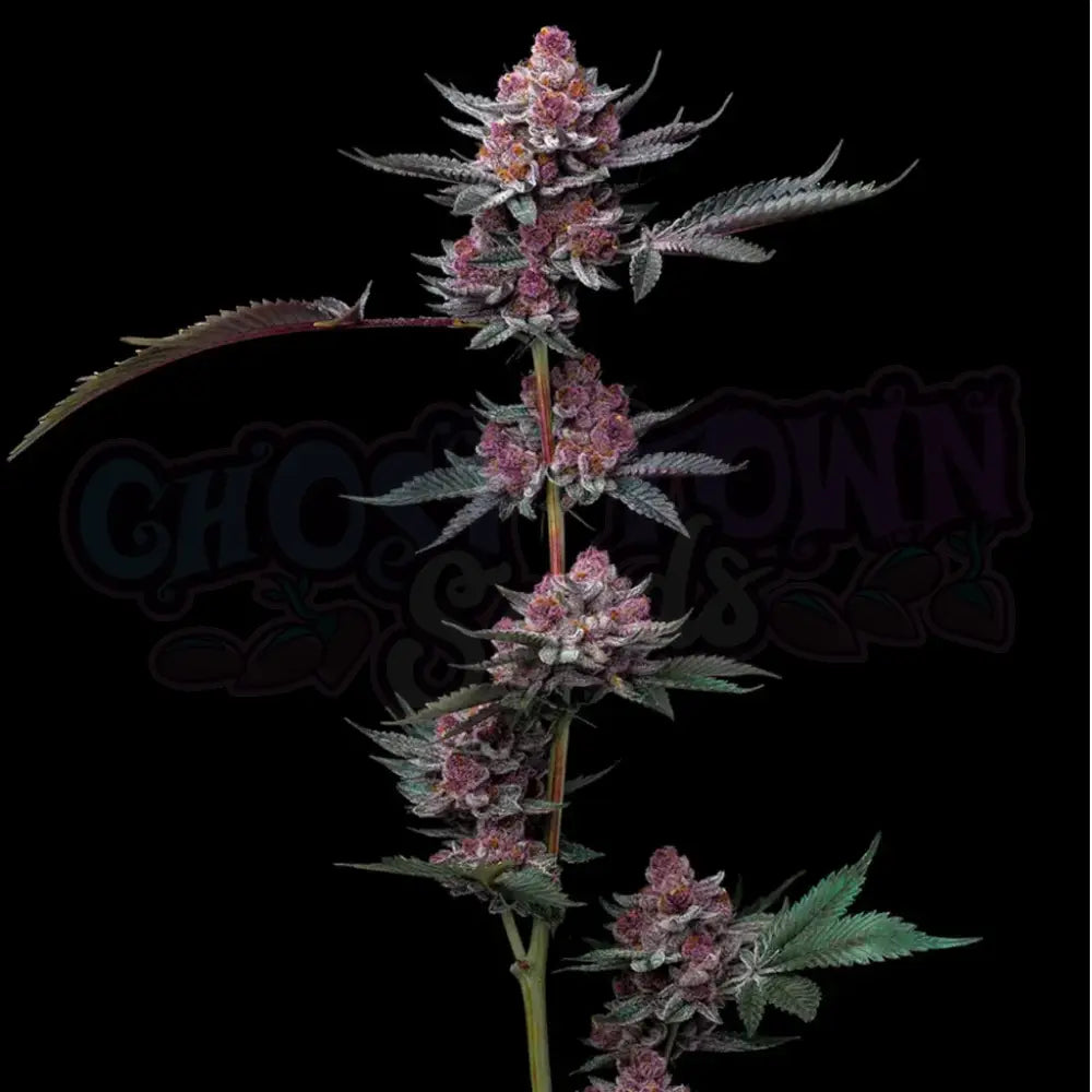 Cherry Poppers Fotoperiodi