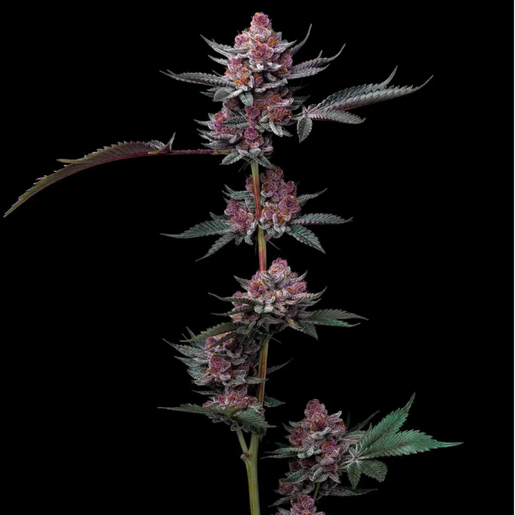 Cherry Poppers Fotoperiodi