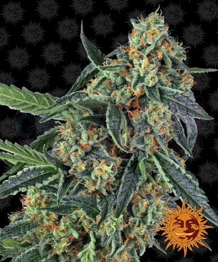 Cookies Kush - Ghost Town Seeds