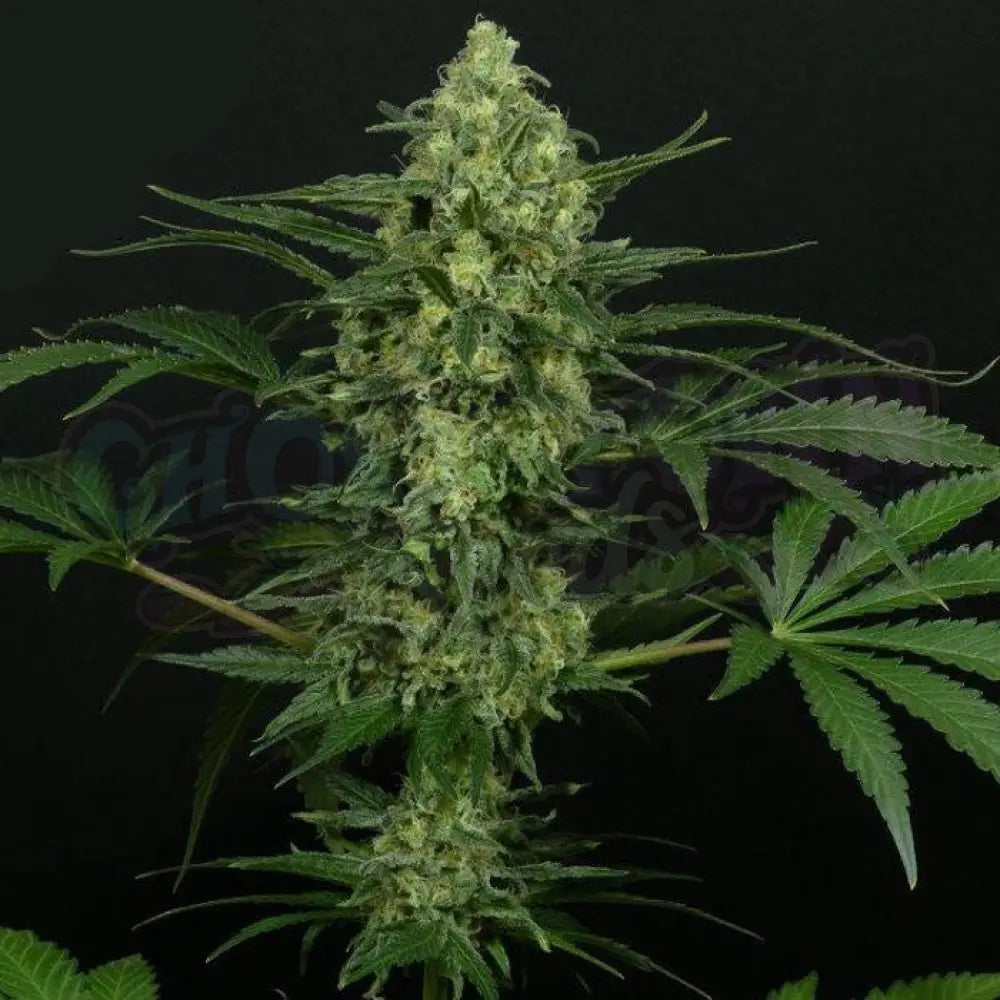 Criminal + Fotoperiodi