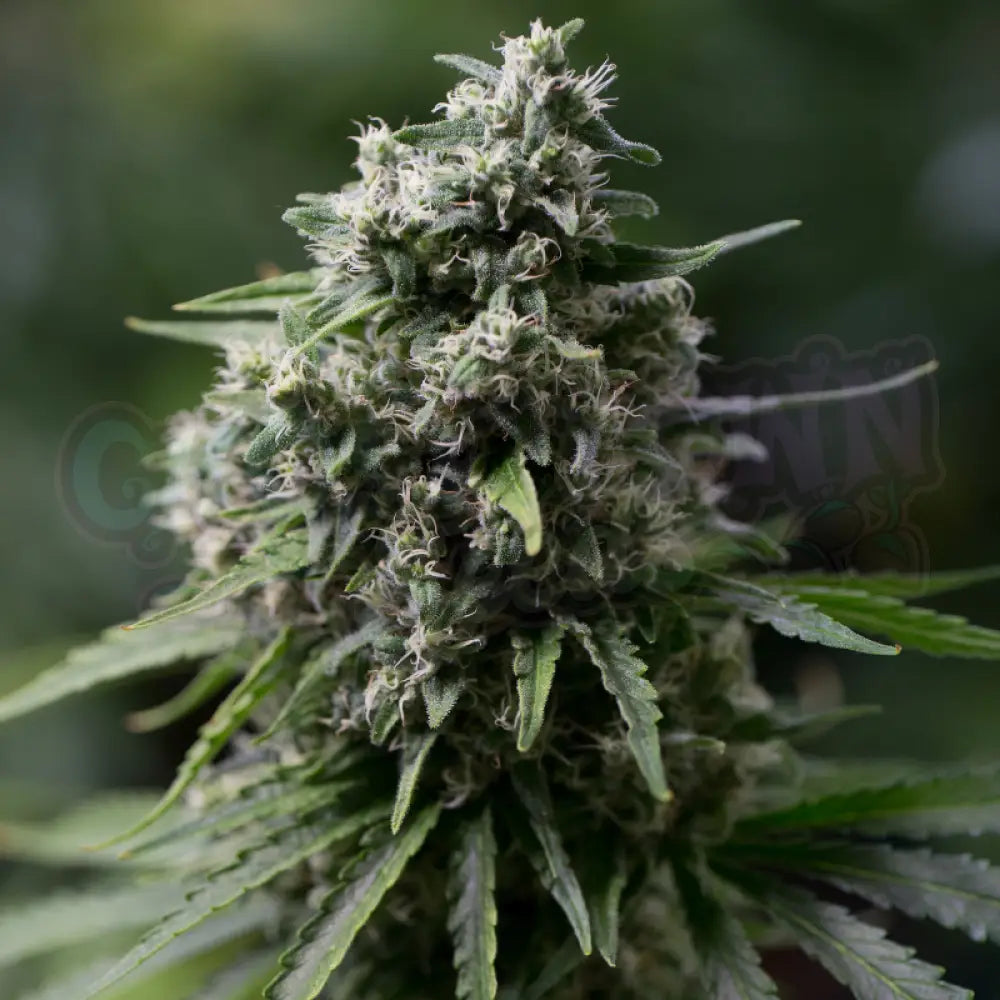 Critical + 2.0 Fotoperiodi