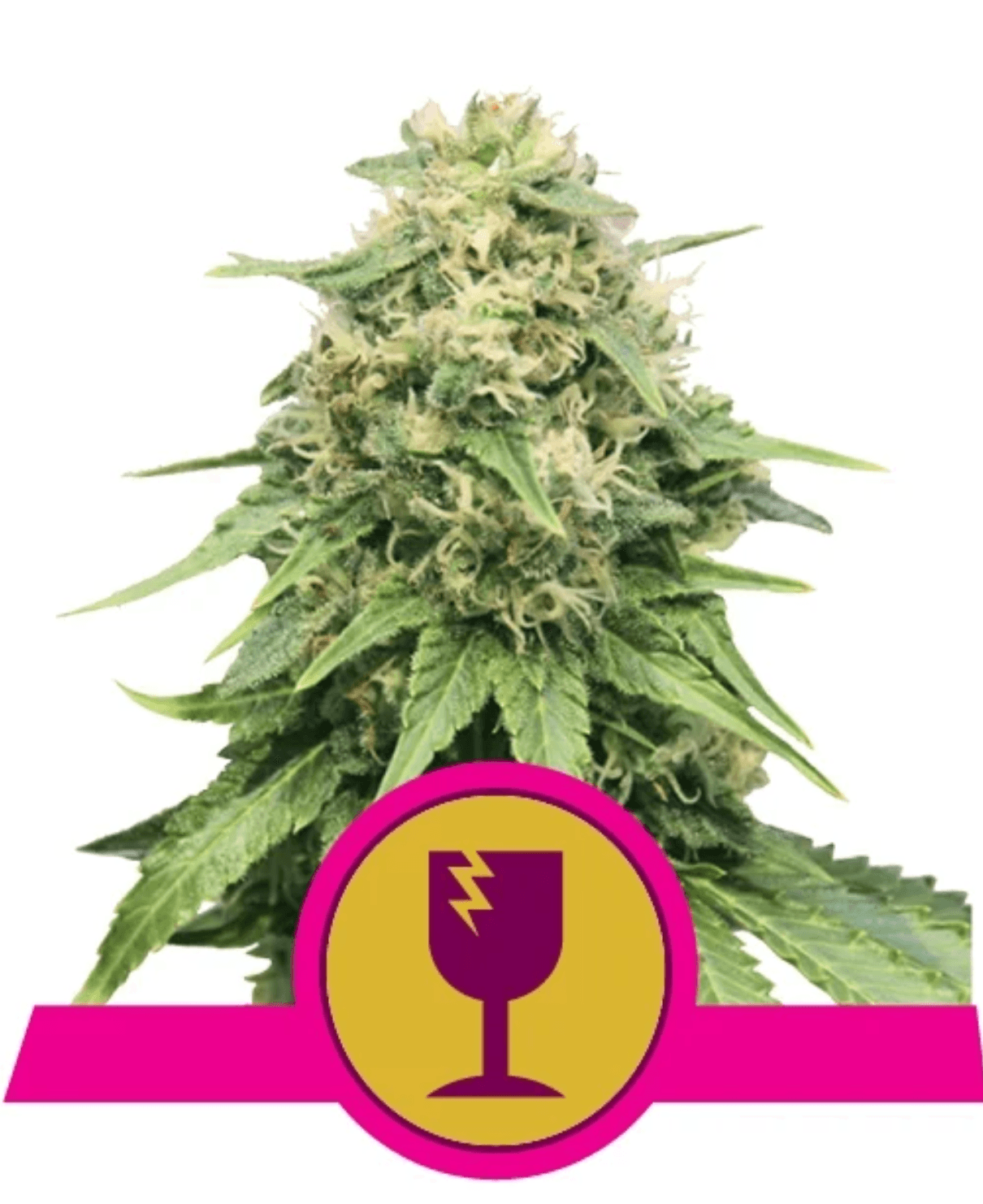 Critical - Ghost Town Seeds