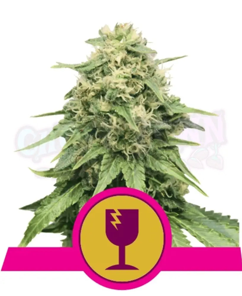 Critical - Ghost Town Seeds