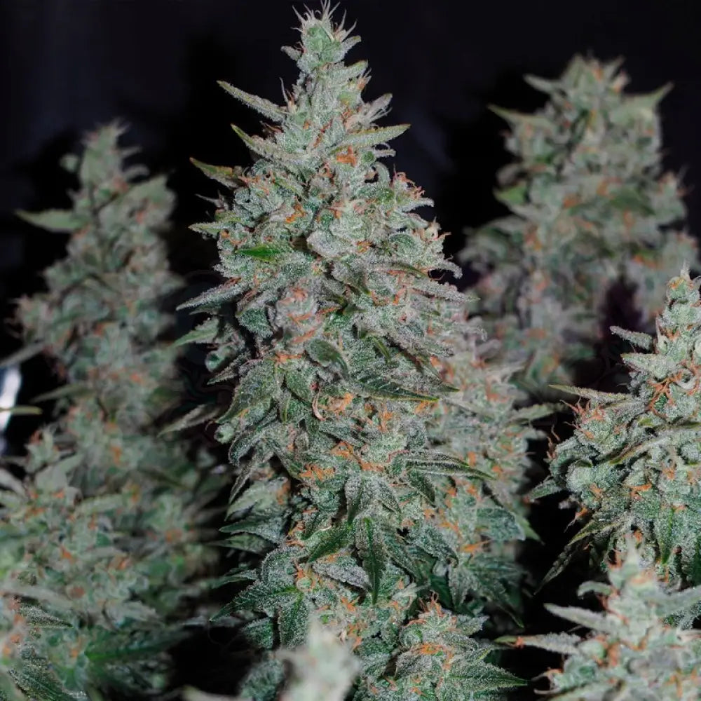 Critical Jack Fotoperiodi