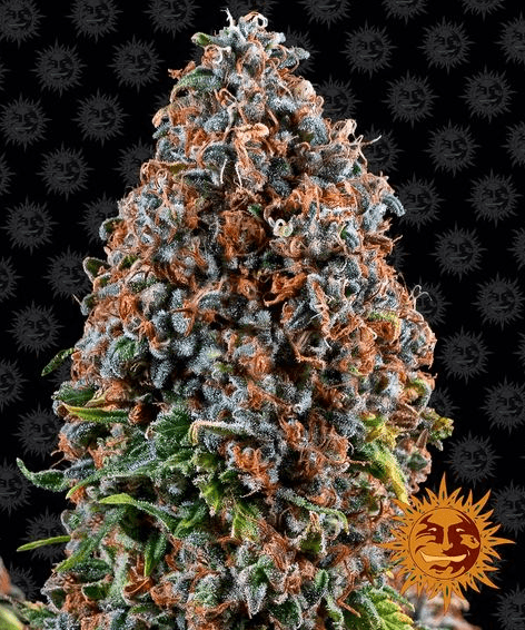 Critical Kush - Ghost Town Seeds