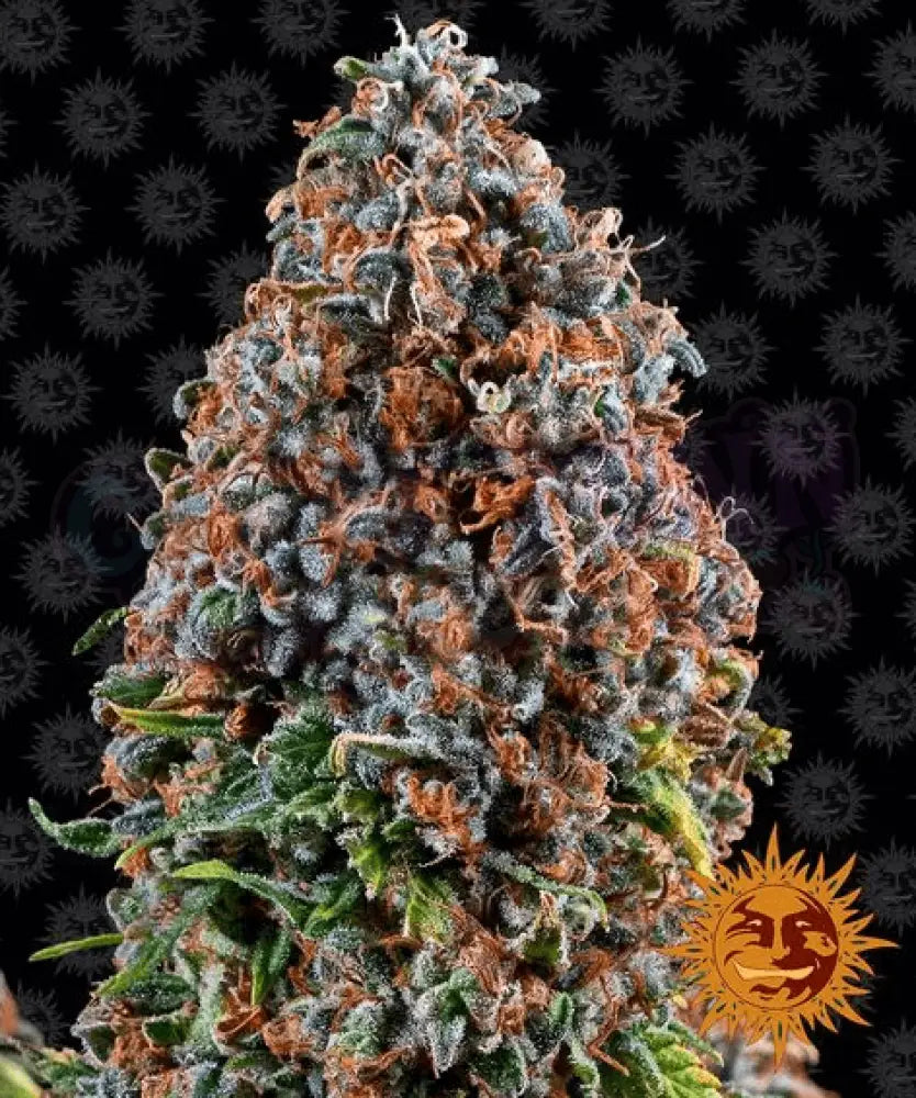 Critical Kush - Ghost Town Seeds