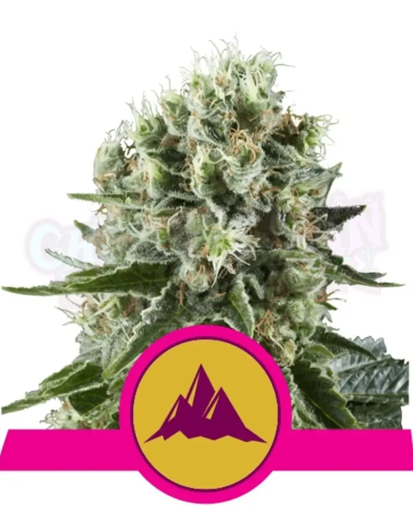 Critical Kush - Ghost Town Seeds