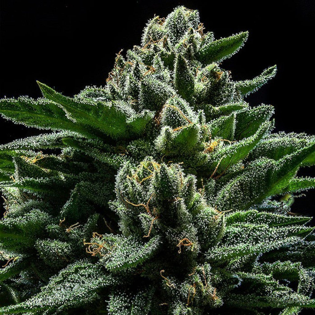 DO-G 5 Fotoperiodi