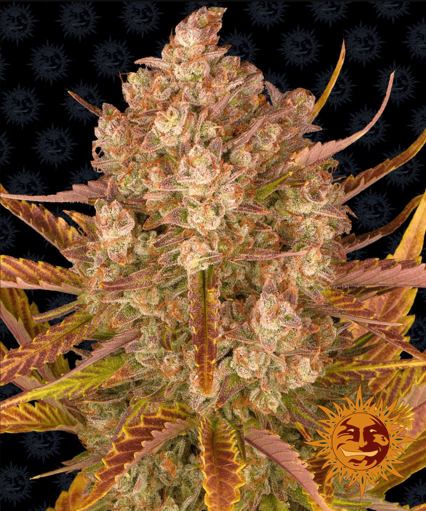 Dos Si Dos 33 Auto - Ghost Town Seeds
