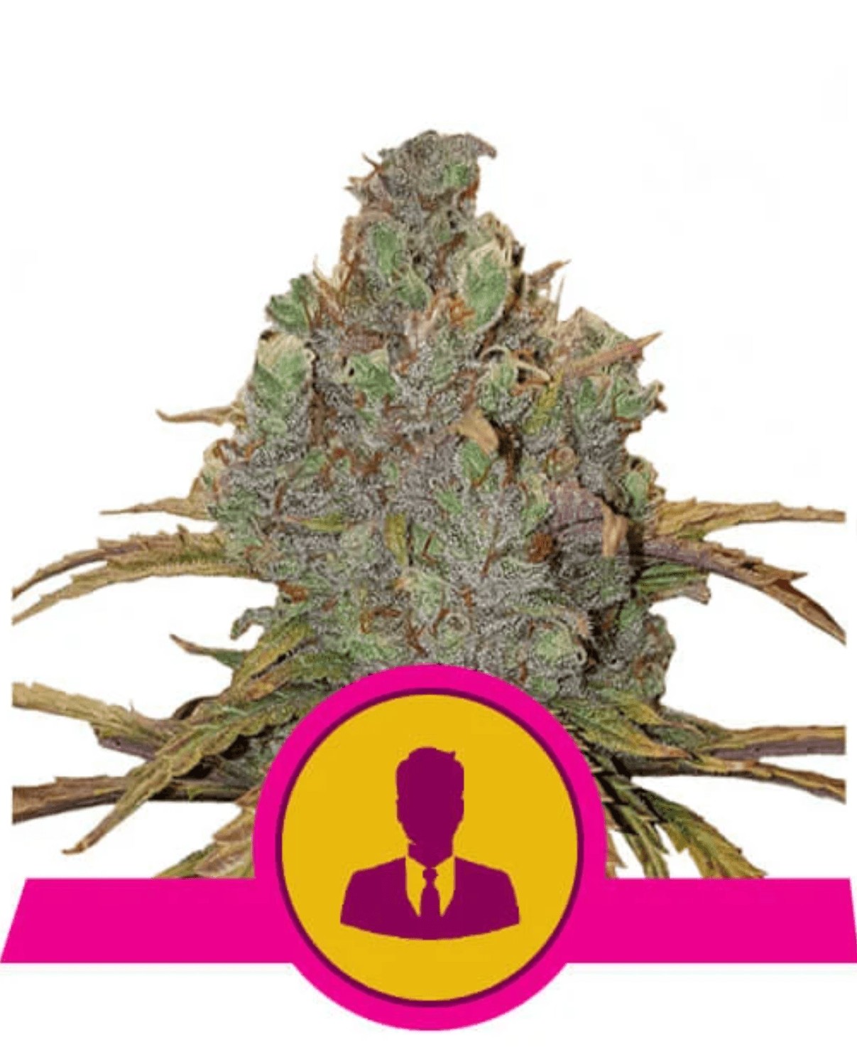 El Patron - Ghost Town Seeds