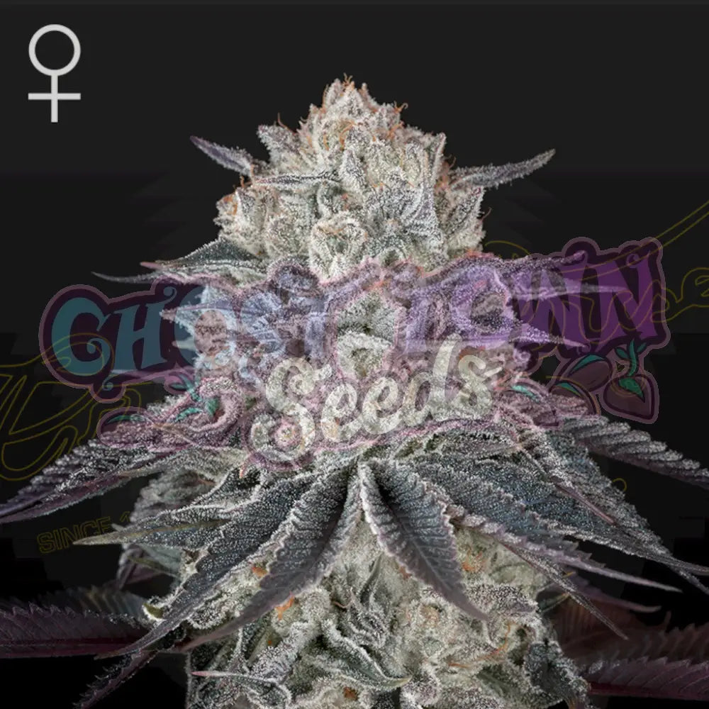 Franco’s Fullgas! Fotoperiodi