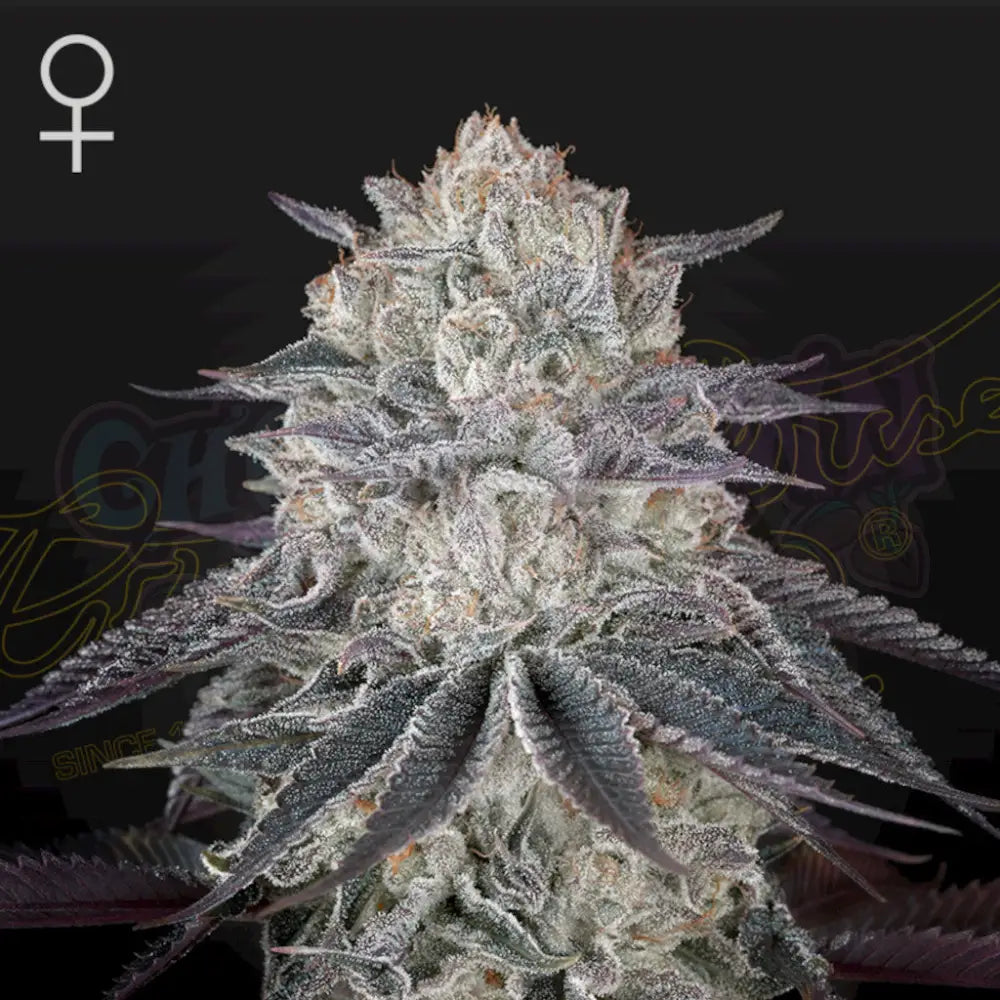 Franco’s Fullgas! Fotoperiodi