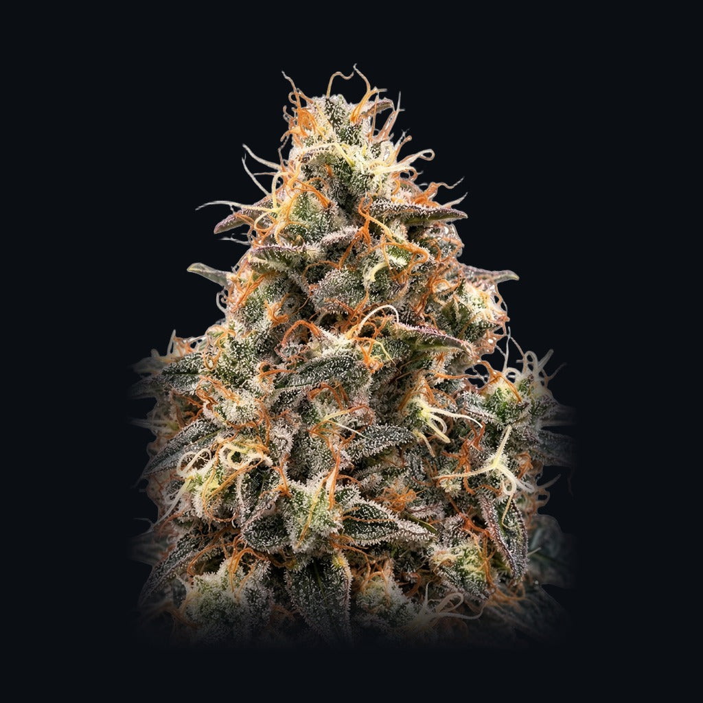 Frozen Blackcherry -lajikkeen kuva, Strain Station