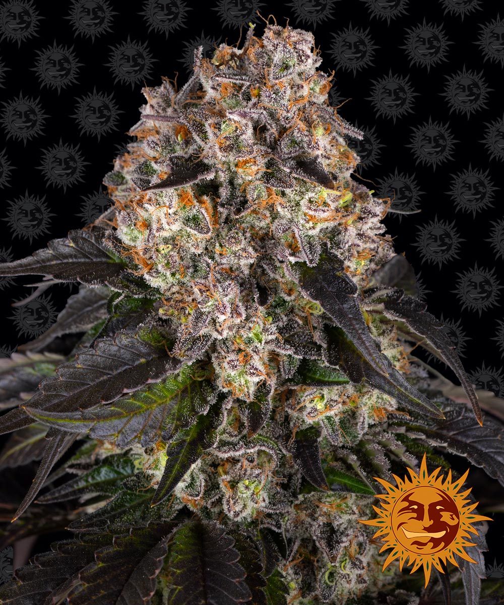 Girl Scout Cookies - Ghost Town Seeds