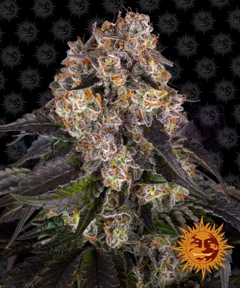 Girl Scout Cookies - Ghost Town Seeds