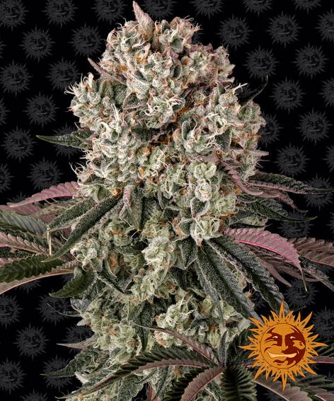 Glookies - Ghost Town Seeds