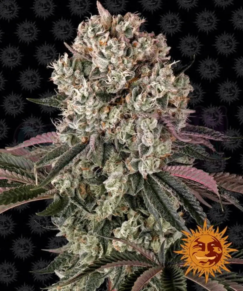 Glookies - Ghost Town Seeds