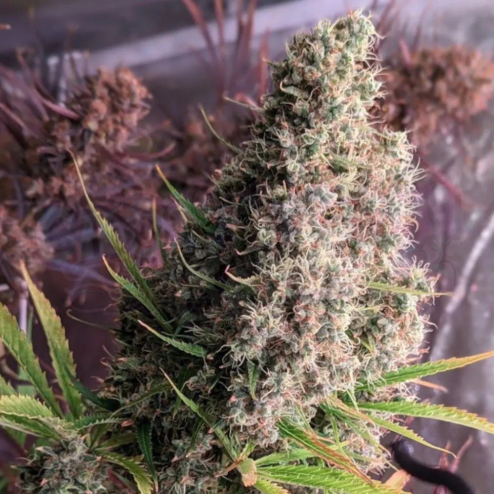 Golden Tiger (Regular) Regular