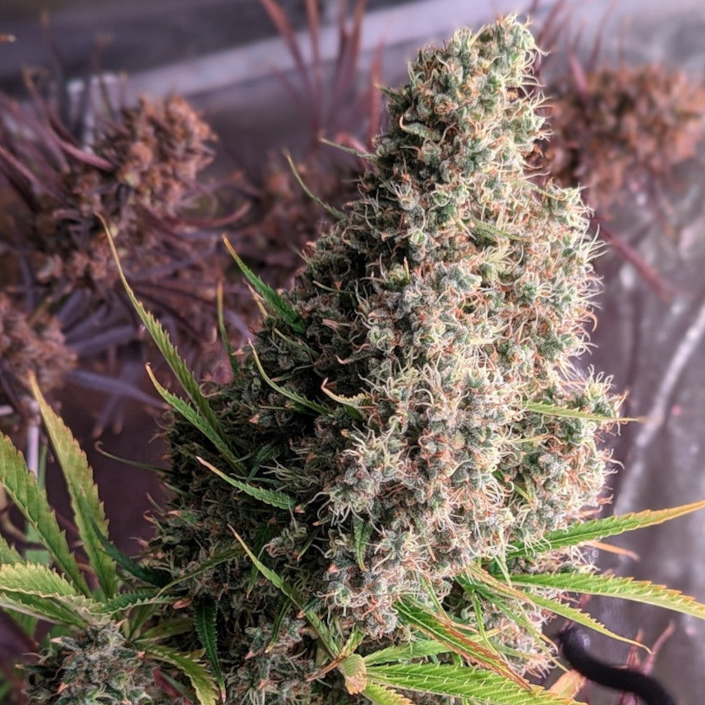 Golden Tiger (Regular) Regular