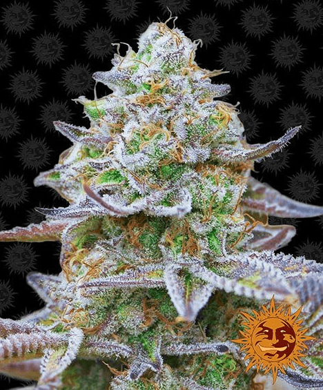 Gorilla Zkittlez - Ghost Town Seeds