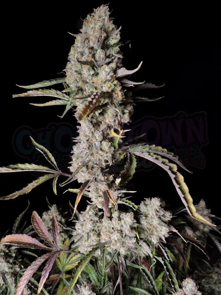 Gorilla Zkittlez Auto Autoflower