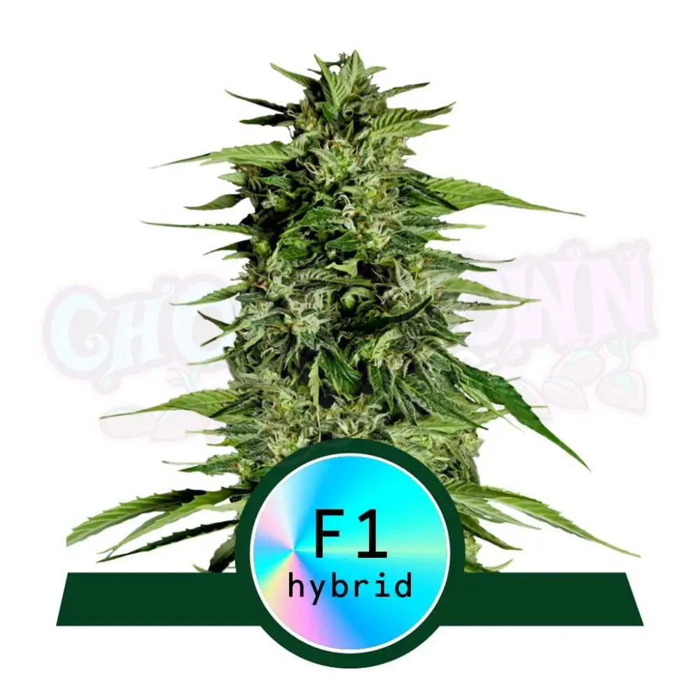Hyperion F1 Autoflower