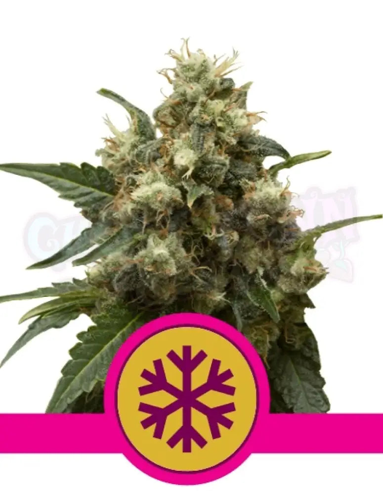 Ice - Ghost Town Seeds