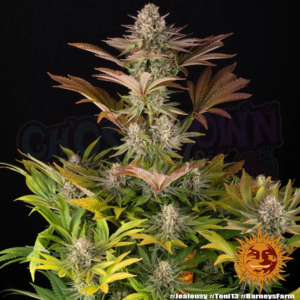 Jealousy Fotoperiodi