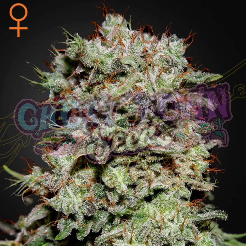 Kalashnikova Fotoperiodi